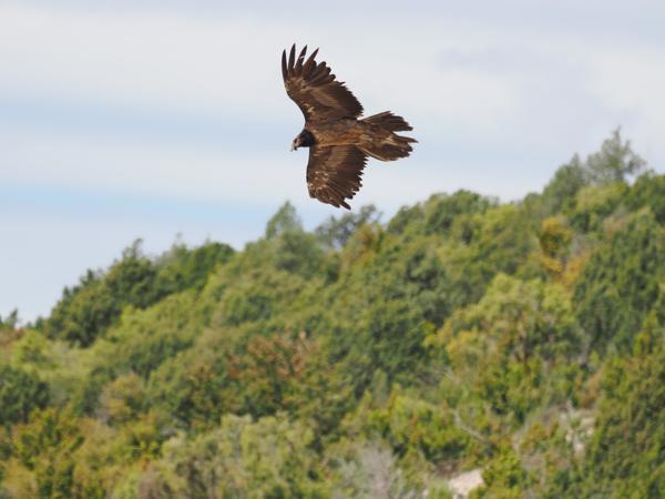 <h3><a href="/trips/ebro/biota/animalia/chordata/aves/017 accipitriformes/004 accipitridae/gypaetus barbatus/gypaetus barbatus-nl.html">Gypaetus&nbsp;barbatus</a> / Bearded&nbsp;vulture / Lammergier</h3>OM-1 Mark II met OLYMPUS M.300mm F4.0, 1/2000 sec  bij F4.0, ISO 400